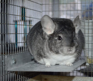 what temperature is too hot for a chinchilla