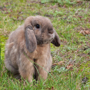 Bunny Names & Ideas for Pet Rabbit Names