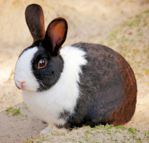 Bunny Rabbit Pet