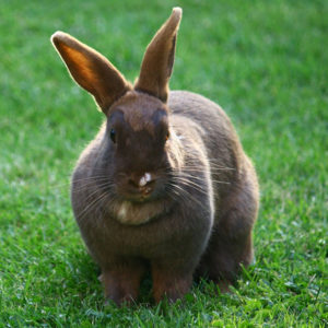 Brown Bunnies Pics