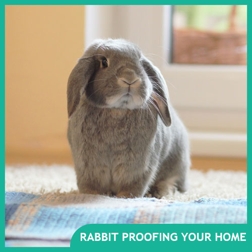 How to Rabbit Proof Your Home
