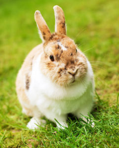 Male Bunny Names