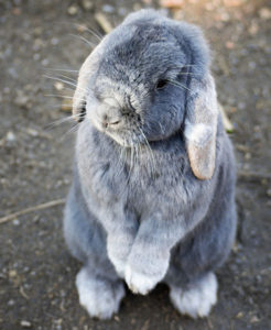 Pet Bunny Rabbit