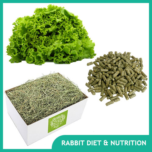 Pet Rabbit Diet: Bunny Food & Nutrition