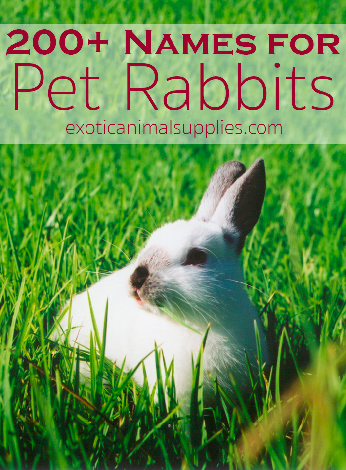 200+ Bunny Names & Ideas for Pet Rabbit Names