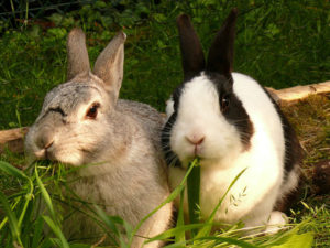 Best Hay for Rabbits