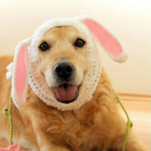 Easter Bunny Ears for Dogs