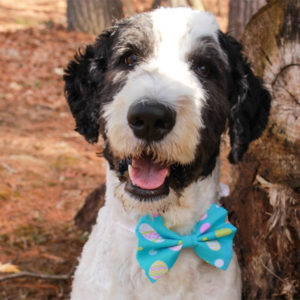 Easter Dog Bow Tie