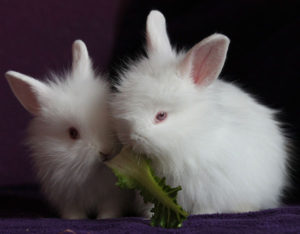 Introducing New Fruits & Vegetables to Your Bunny