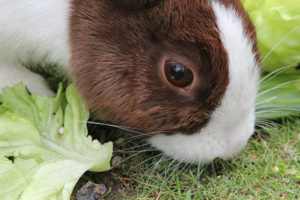 Pet Rabbit Diet: Bunny Food & Nutrition