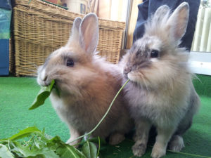 Rabbit Diet for Young Bunnies