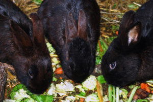 Vegetables for Rabbits & Bunnies