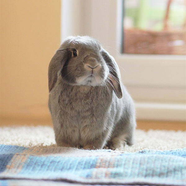 How to Rabbit Proof Your Home Exotic Animal Supplies