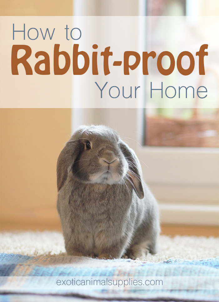 Bunny Proofing Tips and Tricks