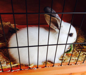 Rabbit Cages & Indoor Housing for Bunnies