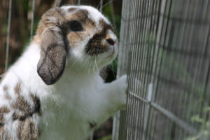 Rabbit Exercise Pen Cage