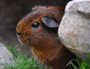 Female Guinea Pig Names