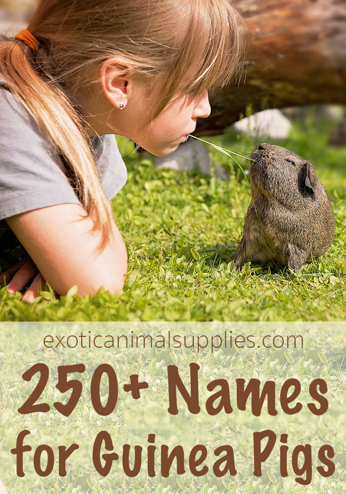 250 Names For Guinea Pigs Male Female Pairs Exotic Animal Supplies