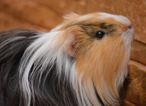 Male Guinea Pig Names