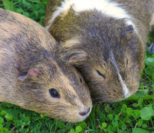 Names for Guinea Pigs