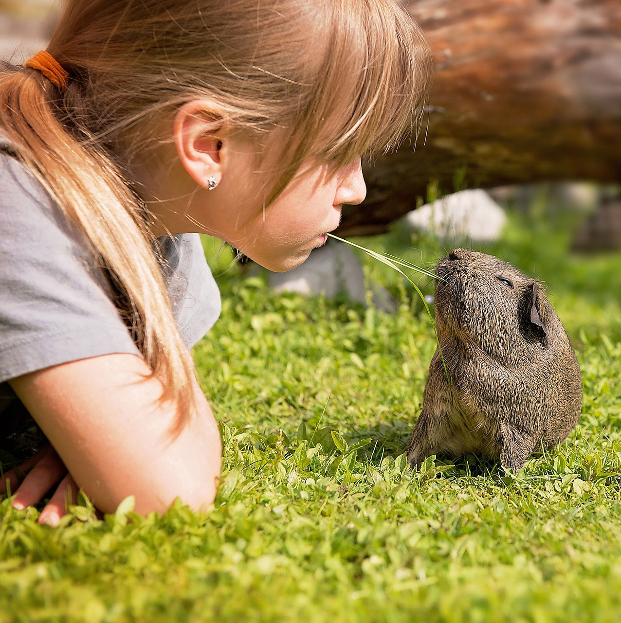 Names for Guinea Pigs - Exotic Animal Supplies