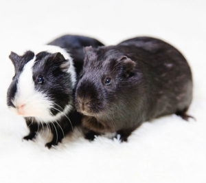 Names for Guinea Pig Pairs