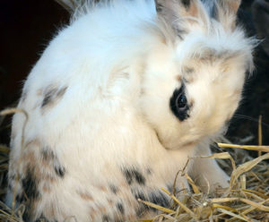 How to Litter Train a Rabbit