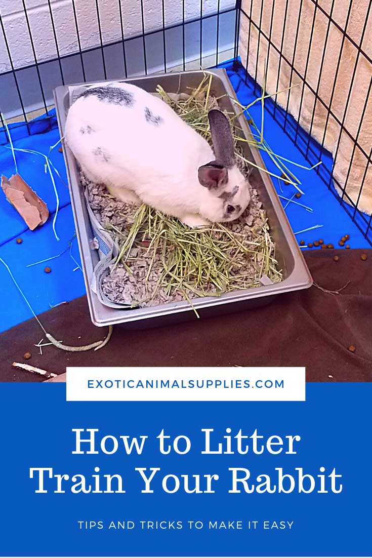 Best Rabbit Litter & Bunny Litter Boxes Exotic Animal