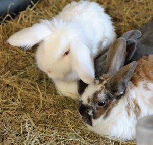 Rabbit Bedding and Bunny Litter