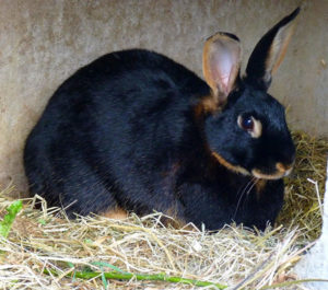 Best Rabbit Litter