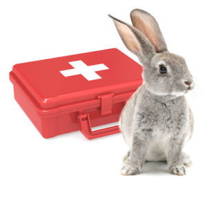 Rabbit First Aid Kit - Essentials for Bunny Emergencies