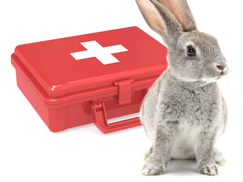 Rabbit First Aid Kit - Essentials for Bunny Emergencies