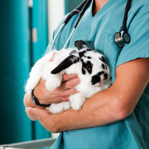 When Should my Bunny Go to the Vet?