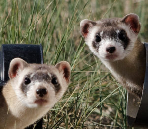 Names for Ferret Pairs