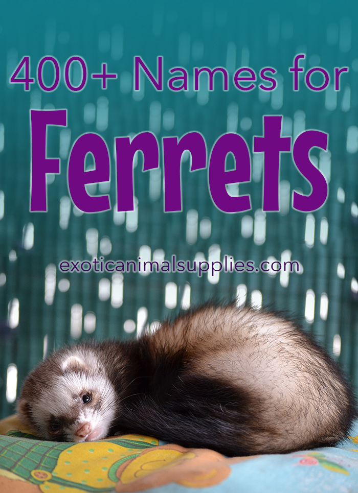 400 Names For Ferrets Male Female Pairs Exotic Animal Supplies