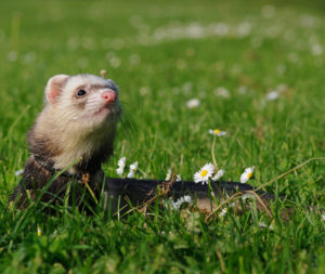 Unisex Names for Ferrets