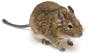 How to Find a Vet for your Degu