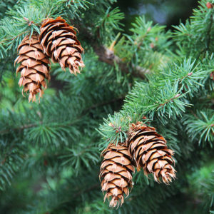 Degu Toxic Wood - Pinecones