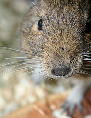 Best Degu Names