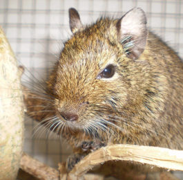Female Names for Degus
