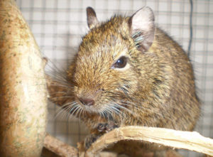 Female Names for Degus