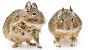 Degu Names