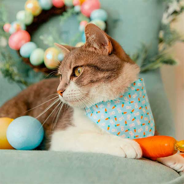 10 Easter Gifts for Cats & Kittens Exotic Animal Supplies
