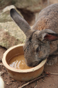 Rabbit Drinking Water from a Bowl