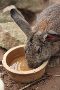 Rabbit drinking hot sale bowl