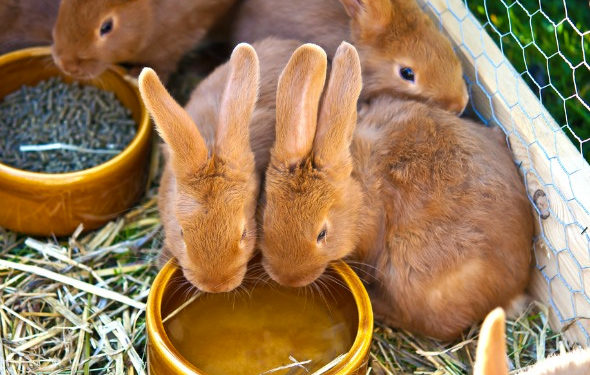 Rabbit Food Bowls, Hay Racks, & Water Bottles
