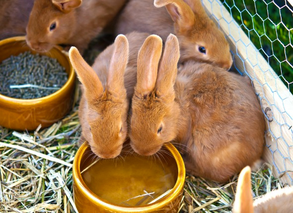 Rabbit bowls that store attach to cage