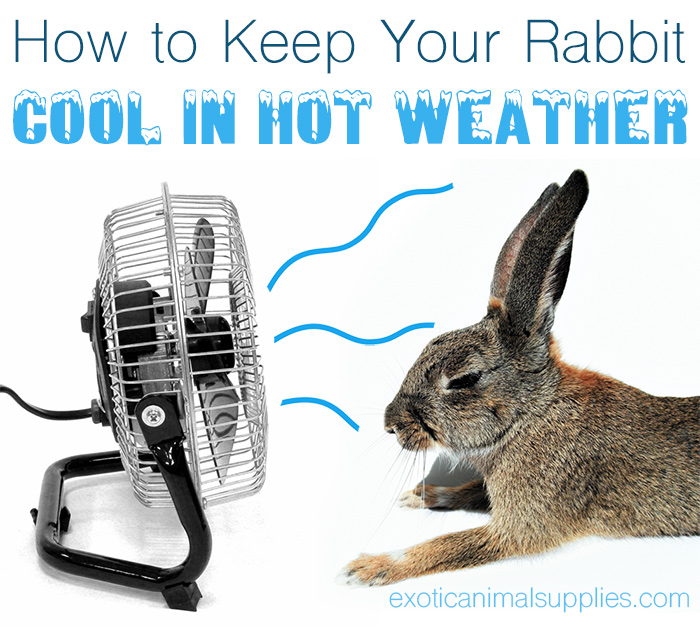 How to Keep Your Rabbit Cool in Hot Summer Weather