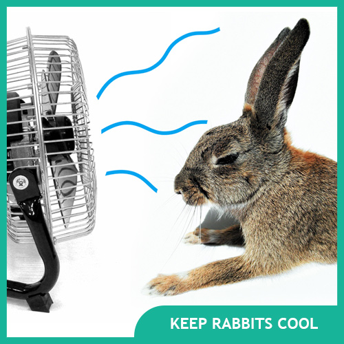 How to Keep Your Rabbit Cool in Hot Summer Weather