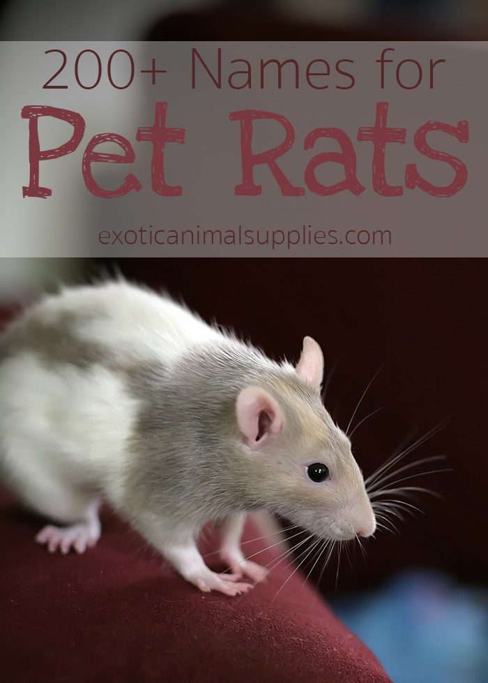 Pet Rat Names - Male, Female, & Pairs